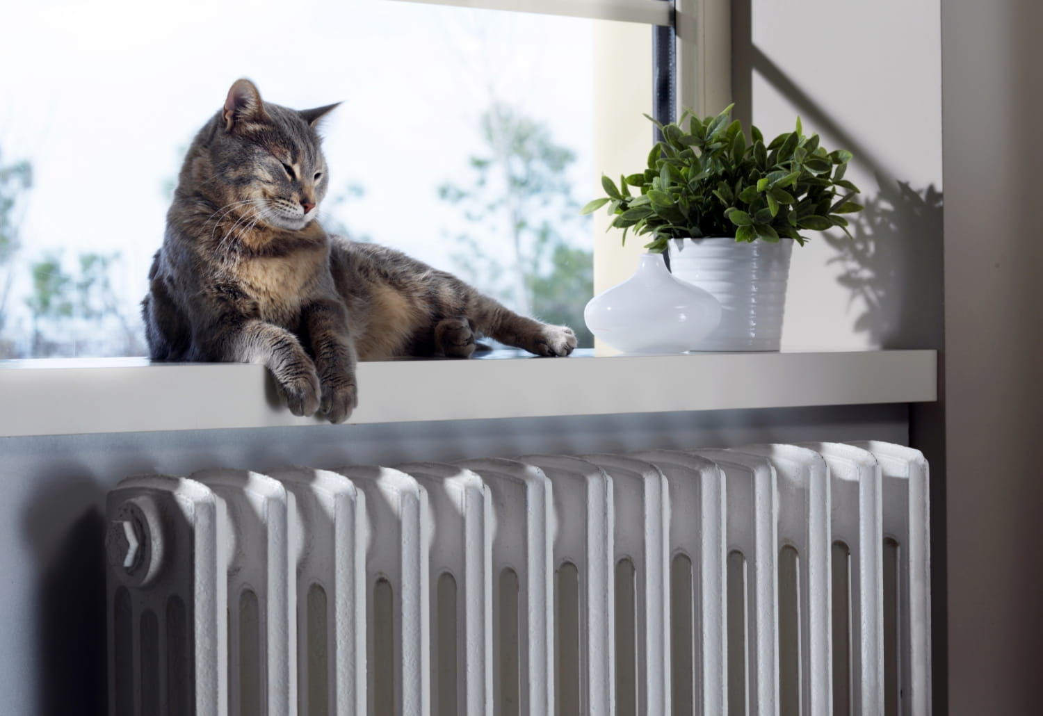 Chat perché au dessus d'un système de chauffage hydronique